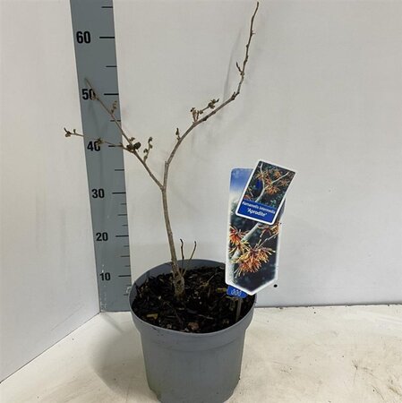 Hamamelis int. 'Aphrodite' ROOD 30-40 cm cont. 5,0L - afbeelding 4