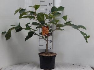 Hamamelis int. 'Aphrodite' ROOD 60-80 cm cont. 5,0L