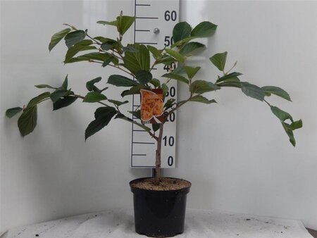 Hamamelis int. 'Aphrodite' ROOD 60-80 cm cont. 5,0L - afbeelding 2