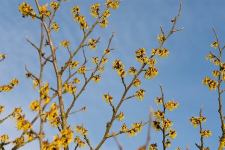 Hamamelis int. 'Arnold Promise' GEEL 125-150 cm met kluit - afbeelding 3