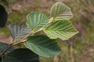 Hamamelis int. 'Arnold Promise' GEEL 150-175 cm met kluit struik - afbeelding 2