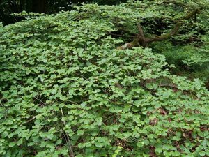 Hamamelis int. 'Arnold Promise' GEEL 150-175 cm met kluit struik - afbeelding 5
