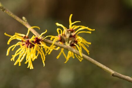 Hamamelis int. 'Arnold Promise' GEEL 175-200 cm cont. 65L - afbeelding 3