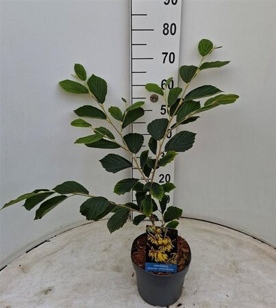 Hamamelis int. 'Arnold Promise' GEEL 40-50 cm cont. 3,0L - afbeelding 3