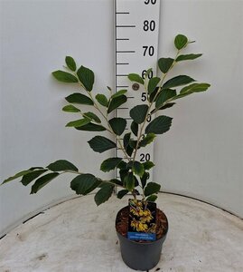 Hamamelis int. 'Arnold Promise' GEEL 40-50 cm cont. 3,0L - afbeelding 3
