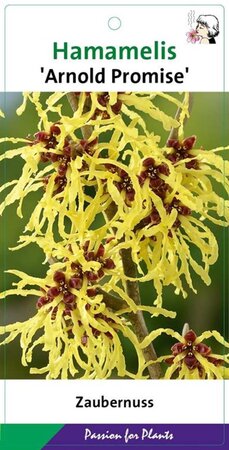 Hamamelis int. 'Arnold Promise' GEEL 40-50 cm cont. 3,0L - afbeelding 1