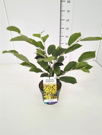 Hamamelis int. 'Arnold Promise' GEEL 40-50 cm cont. 3,0L - afbeelding 2