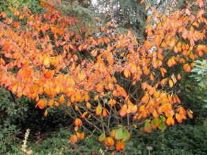 Hamamelis int. 'Arnold Promise' GEEL 40-60 cm cont. 5,0L - afbeelding 4