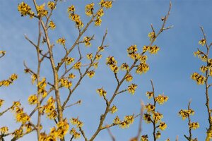 Hamamelis int. 'Arnold Promise' GEEL 60-80 cm cont. 15L - afbeelding 3