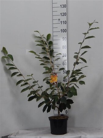 Hamamelis int. 'Arnold Promise' GEEL 60-80 cm cont. 5,0L - afbeelding 1