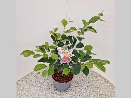 Hamamelis int. 'Arnold Promise' GEEL 60-80 cm cont. 5,0L - afbeelding 2