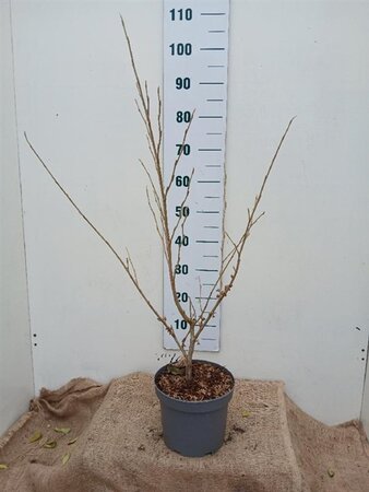 Hamamelis int. 'Arnold Promise' GEEL 60-80 cm cont. 5,0L