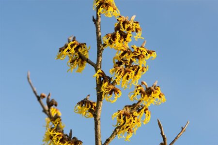 Hamamelis int. 'Arnold Promise' GEEL 60-80 cm container - afbeelding 1