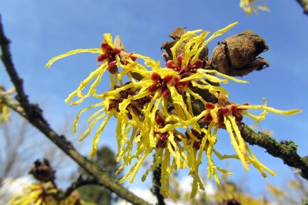 Hamamelis int. 'Arnold Promise' GEEL 60-80 cm container - afbeelding 6