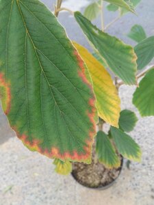 Hamamelis int. 'Arnold Promise' GEEL 80-100 cm cont. 7,5L