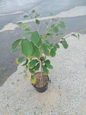 Hamamelis int. 'Arnold Promise' GEEL 80-100 cm cont. 7,5L - afbeelding 2