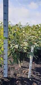 Hamamelis int. 'Arnold Promise' GEEL 80-100 cm met kluit - afbeelding 7