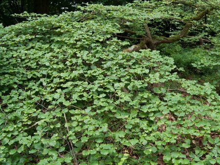 Hamamelis int. 'Arnold Promise' GEEL 80-100 cm met kluit - afbeelding 5