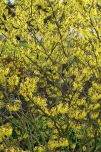 Hamamelis int. 'Barmstedt Gold' GEEL 60-80 cm container