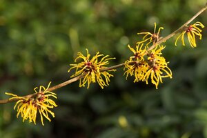 Hamamelis int. 'Barmstedt Gold' GEEL 60-80 cm container - afbeelding 2