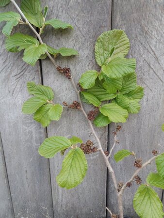 Hamamelis int. 'Barmstedt Gold' GEEL 60-80 cm container - afbeelding 3