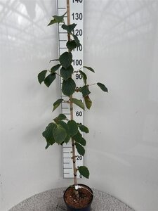 Hamamelis int. 'Diane' ROOD 125-150 cm cont. 5,0L