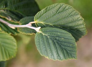 Hamamelis int. 'Diane' ROOD 125-150 cm met kluit - afbeelding 5
