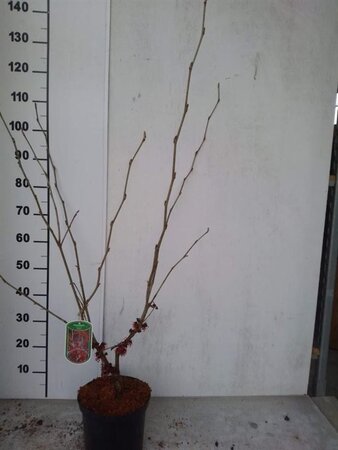 Hamamelis int. 'Diane' ROOD 60-80 cm cont. 5,0L - afbeelding 3