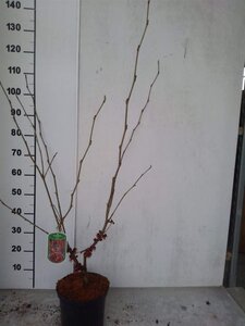 Hamamelis int. 'Diane' ROOD 60-80 cm cont. 5,0L - afbeelding 3