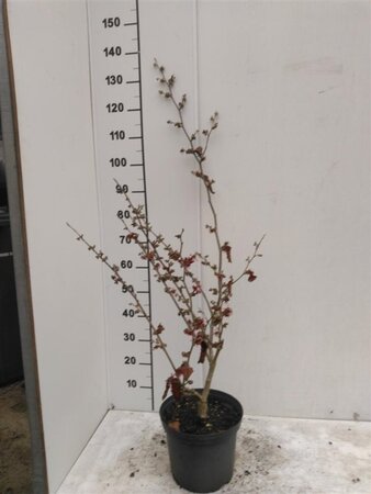 Hamamelis int. 'Diane' ROOD 60-80 cm cont. 5,0L - afbeelding 1