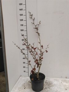 Hamamelis int. 'Diane' ROOD 60-80 cm cont. 5,0L