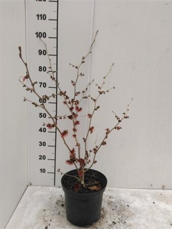 Hamamelis int. 'Diane' ROOD 60-80 cm cont. 5,0L - afbeelding 2