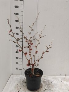 Hamamelis int. 'Diane' ROOD 60-80 cm cont. 5,0L - afbeelding 2