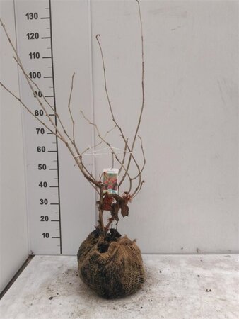 Hamamelis int. 'Diane' ROOD 60-80 cm met kluit - afbeelding 1