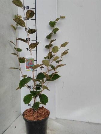 Hamamelis int. 'Diane' ROOD 60-80 cm met kluit - afbeelding 2