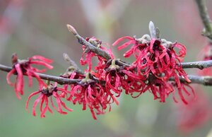 Hamamelis int. 'Diane' ROOD 80-100 cm met kluit - afbeelding 4