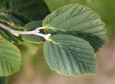 Hamamelis int. 'Diane' ROOD 80-100 cm met kluit - afbeelding 5