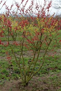 Hamamelis int. 'Feuerzauber' ROOD 100-125 cm container - afbeelding 3