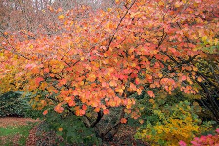 Hamamelis int. 'Feuerzauber' ROOD 100-125 cm container - afbeelding 5