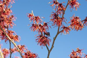 Hamamelis int. 'Feuerzauber' ROOD 100-125 cm container - afbeelding 6
