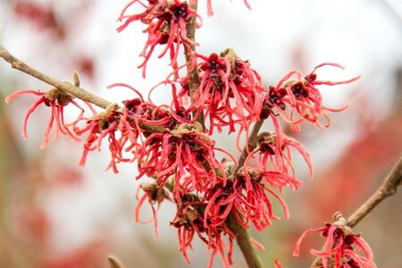 Hamamelis int. 'Feuerzauber' ROOD 125-150 cm container - afbeelding 1