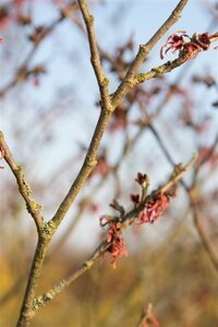 Hamamelis int. 'Feuerzauber' ROOD 125-150 cm container - afbeelding 9