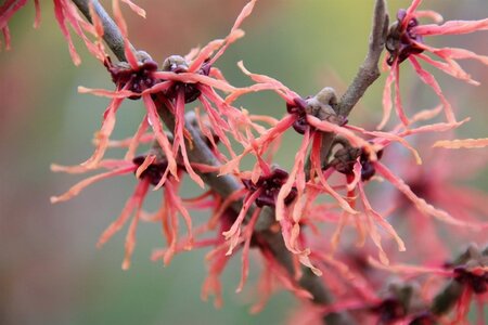 Hamamelis int. 'Feuerzauber' ROOD 125-150 cm met kluit - afbeelding 2