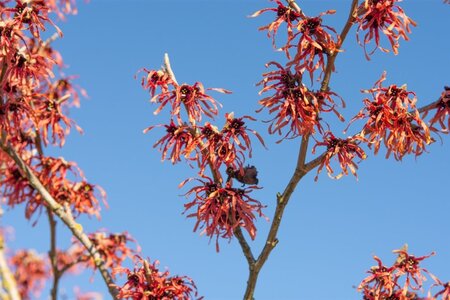 Hamamelis int. 'Feuerzauber' ROOD 125-150 cm met kluit - afbeelding 6