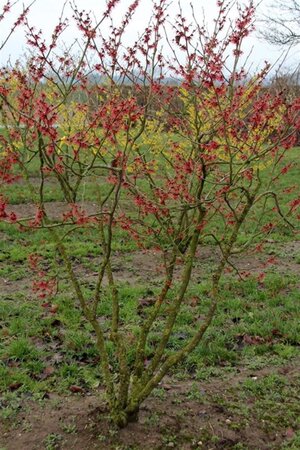 Hamamelis int. 'Feuerzauber' ROOD 150-175 cm met kluit struik - afbeelding 3