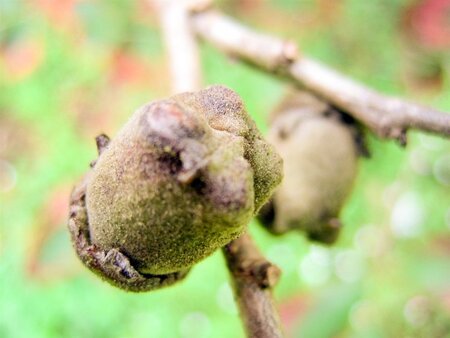 Hamamelis int. 'Feuerzauber' ROOD 150-175 cm met kluit struik - afbeelding 4