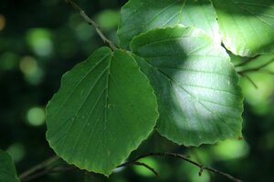Hamamelis int. 'Feuerzauber' ROOD 150-175 cm met kluit struik - afbeelding 8