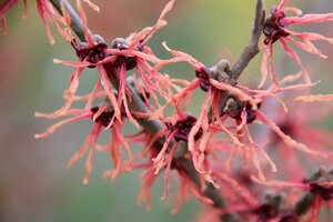 Hamamelis int. 'Feuerzauber' ROOD 40-60 cm cont. 5,0L - afbeelding 9