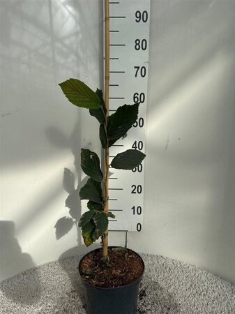 Hamamelis int. 'Feuerzauber' ROOD 40-60 cm cont. 5,0L - afbeelding 10