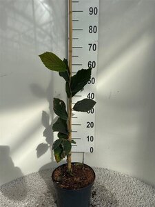 Hamamelis int. 'Feuerzauber' ROOD 40-60 cm cont. 5,0L - afbeelding 10